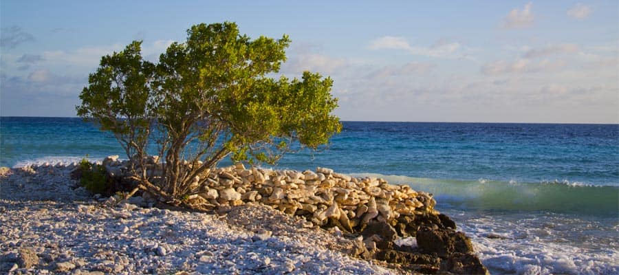 Viaja a Bonaire y observa los árboles dividivi junto al océano