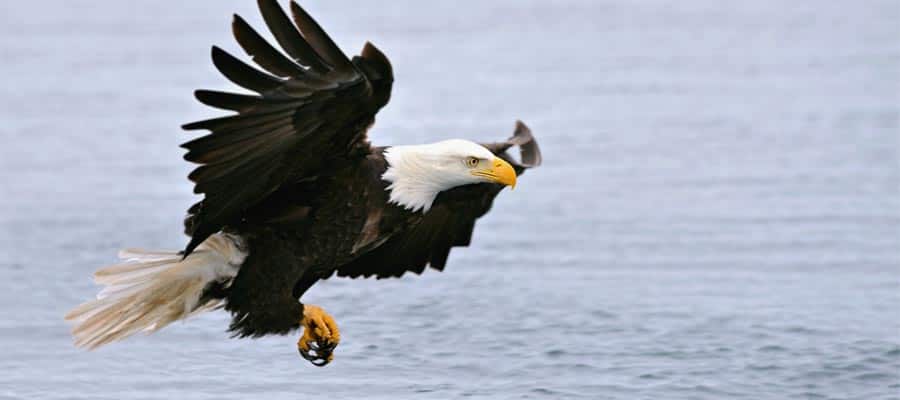 Águila calva americana en un crucero por Alaska