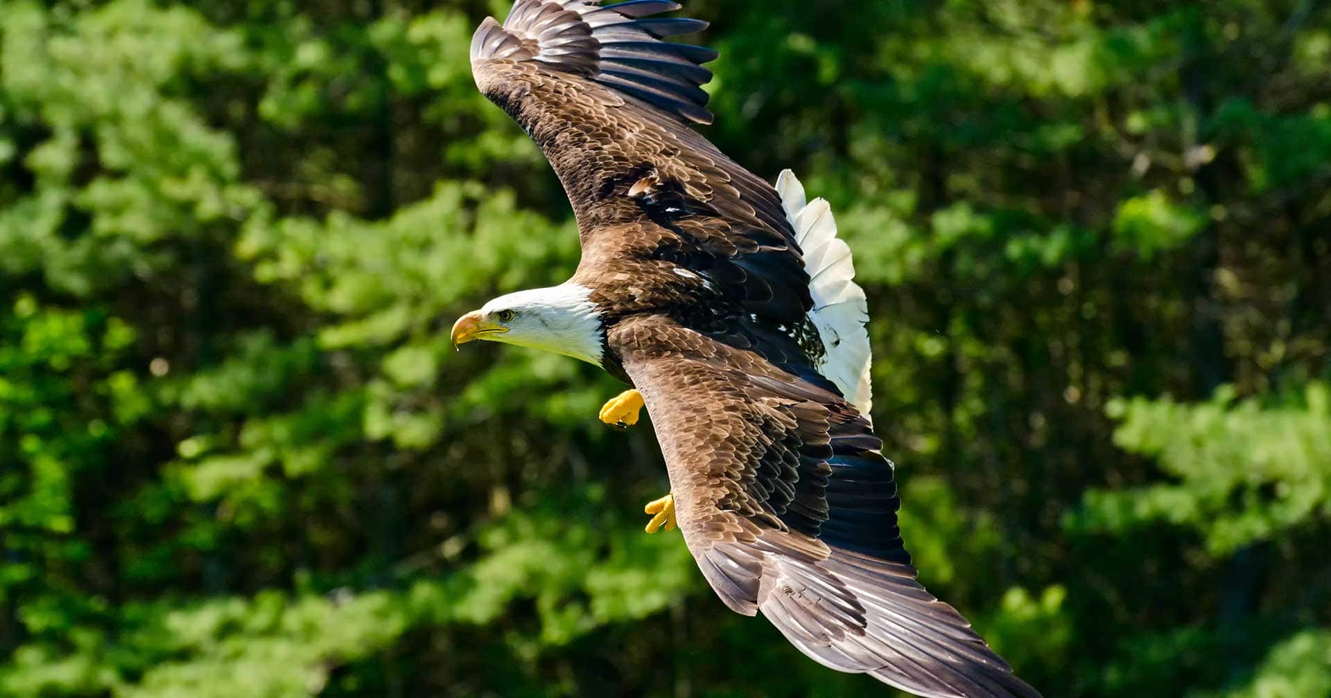 Santuario de vida silvestre y parque de tótems