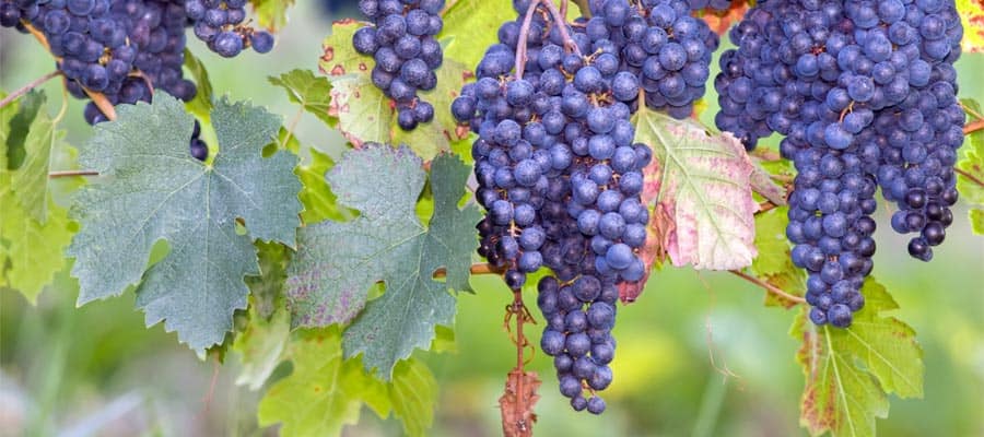 Uvas frescas en Burdeos en tu crucero por Europa