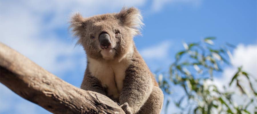 Koala descansando en una rama en un crucero a Melbourne