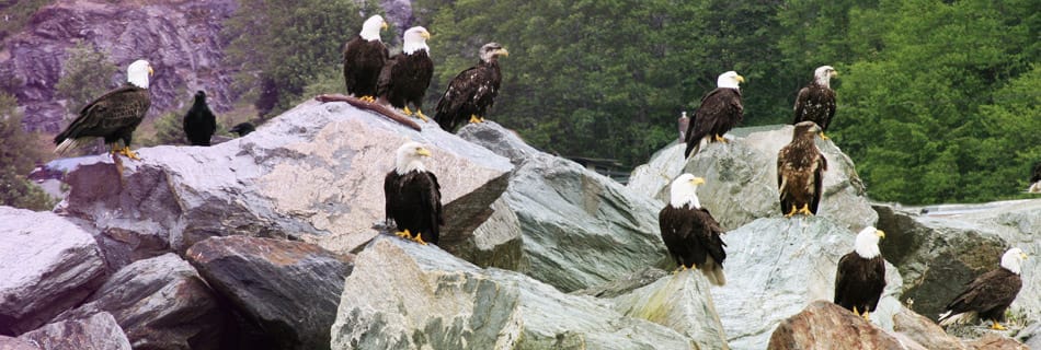 /sites/default/files/MI.NB-Ketchikan-eagles.jpg