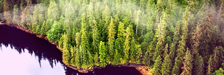 /sites/default/files/MI.NB-Ketchikan-trees.jpg