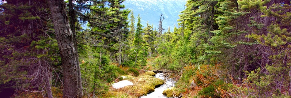 /sites/default/files/MI.NB-Skagway-forest.jpg