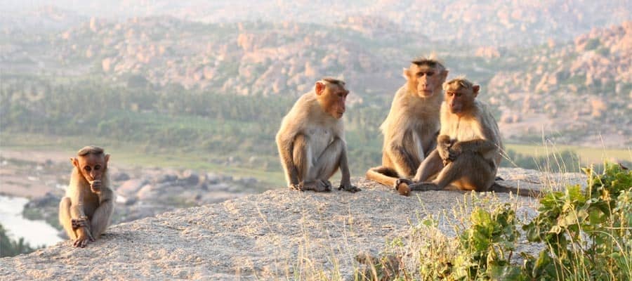 Monos amigables en tu crucero a Mormugao Goa