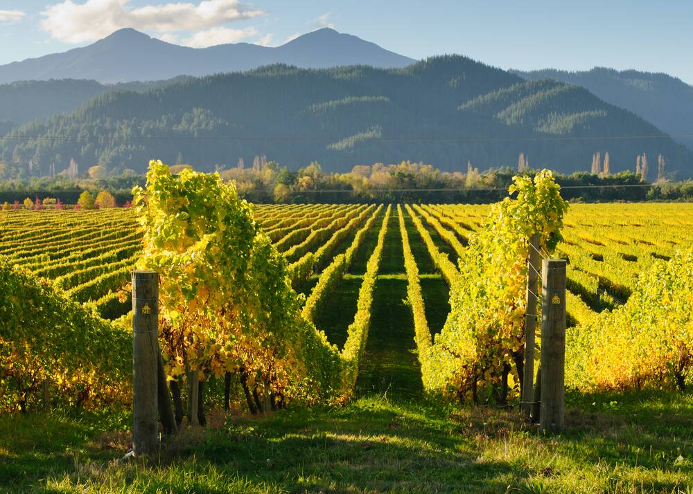Stunning Greens in Marlborough, New Zealand Stunning Greens in Marlborough, New Zealand