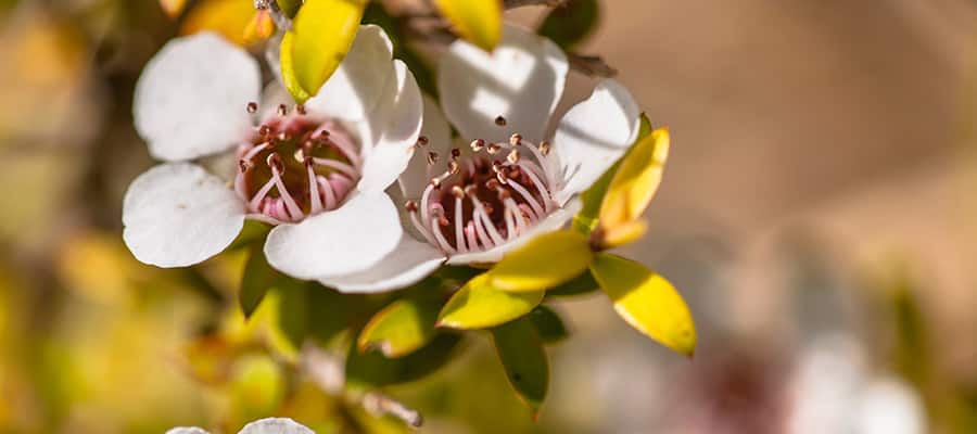 Flor del árbol del té en un crucero a Napier