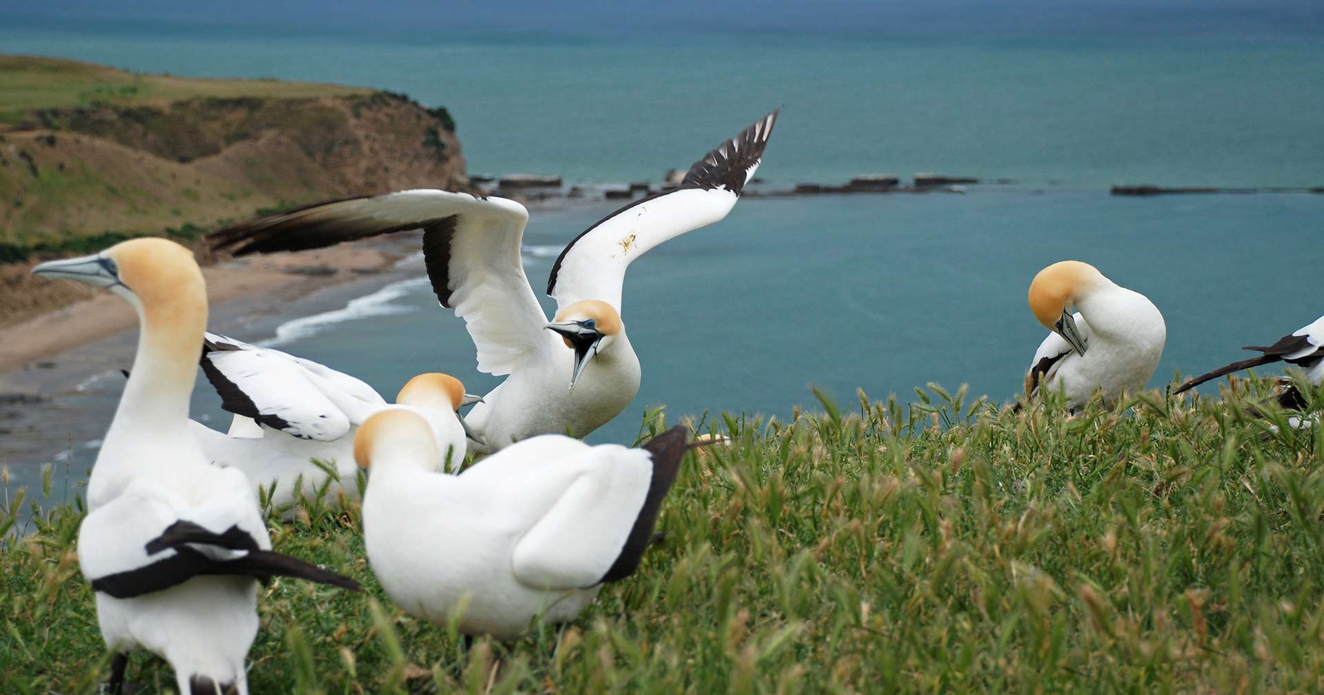 Safari con Cape Kidnappers y alcatraces