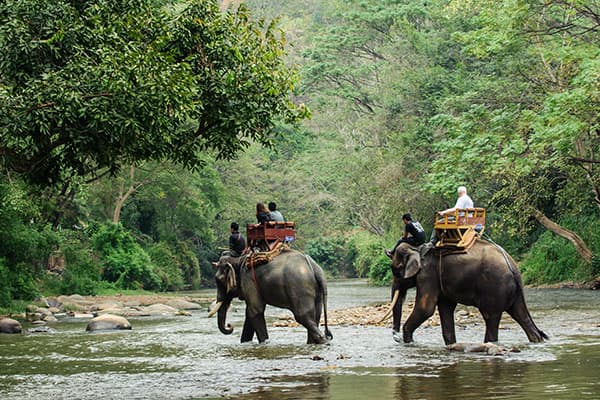 Las junglas de Tailandia
