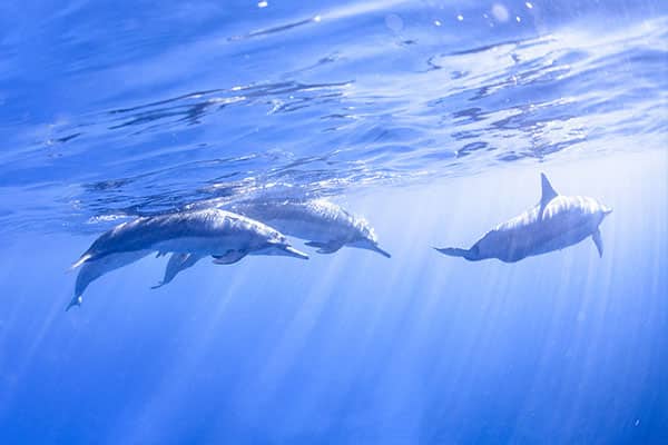 Nada con delfines amigables en un crucero en Hawái