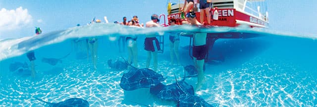 Mantente activo durante tu crucero con una excursión en tierra emocionante como ir a nadar con las rayas Mantente activo durante tu crucero con una excursión en tierra emocionante como ir a nadar con las rayas