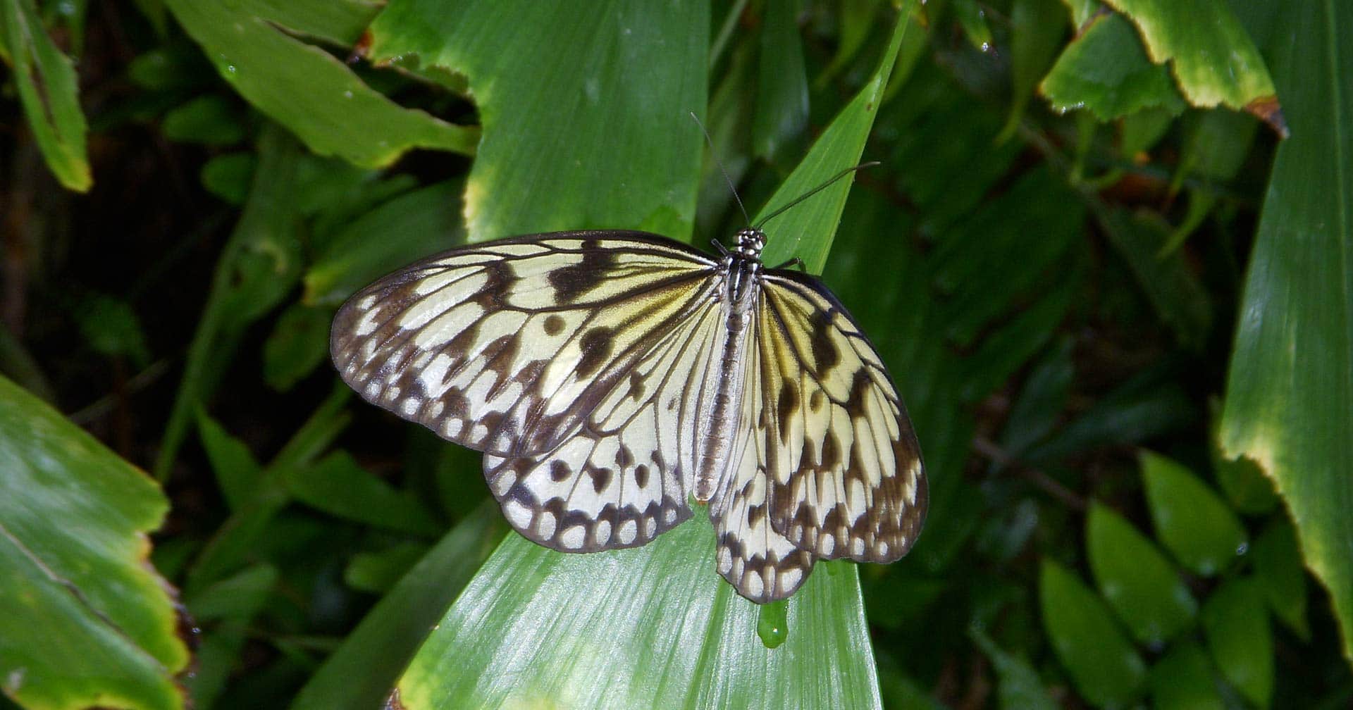 Maravillas naturales de Aruba