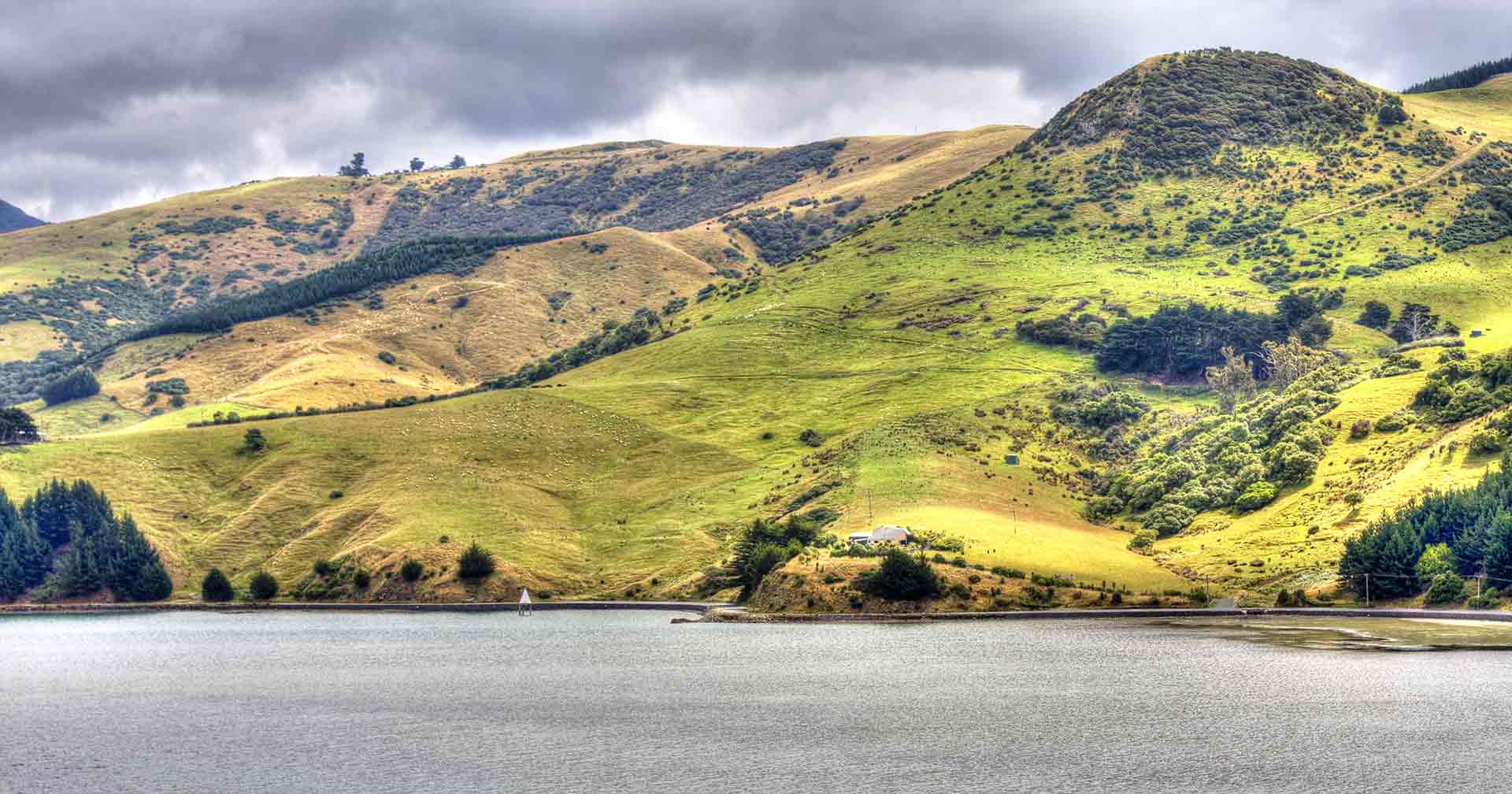 Crucero de exploración de vida silvestre en el puerto de Otago