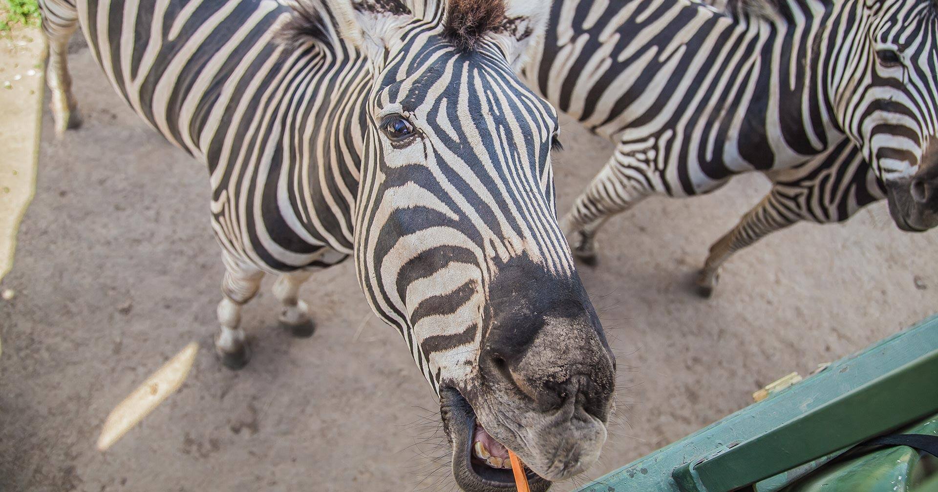 Safari de aventura por la sabana 