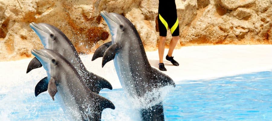 Maravíllate con un espectáculo de delfines