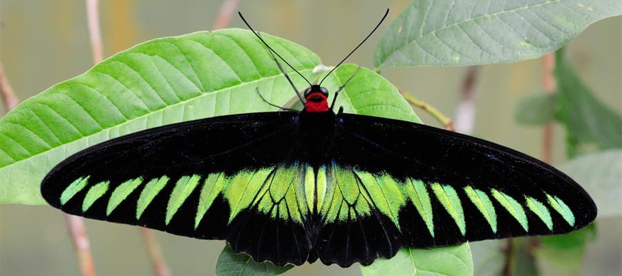 Mariposa Trogonoptera brookiana en cruceros a Asia