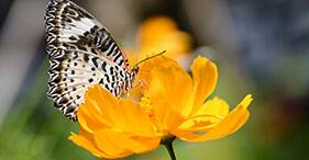 Granja de mariposas y huerto de especias Granja de mariposas y huerto de especias