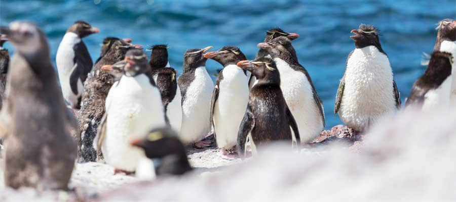 Pingüinos amigables en Puerto Madryn