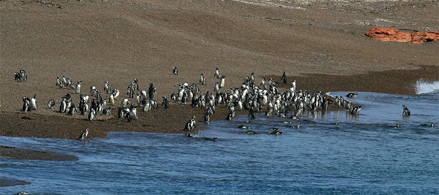 Pingüinos amigables