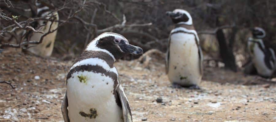 Dos pingüinos de Magallanes
