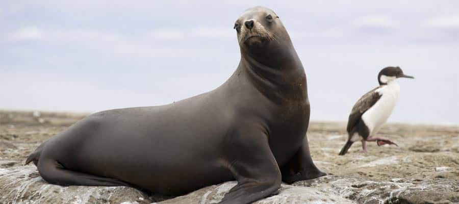 Hembra de león marino sudamericano