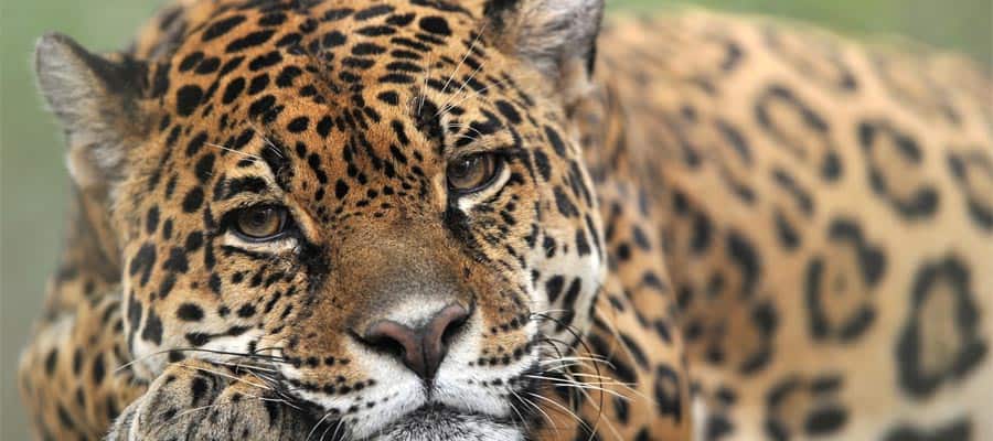 Jaguar majestuoso en un crucero por el Canal de Panamá
