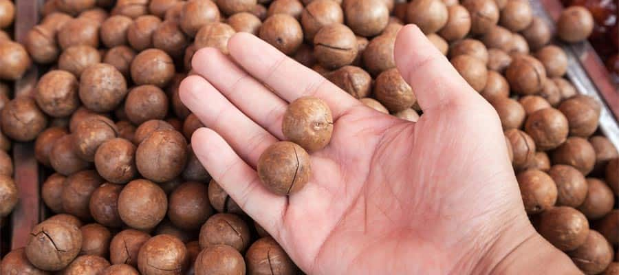 Macadamias deliciosas en un crucero por el Canal de Panamá