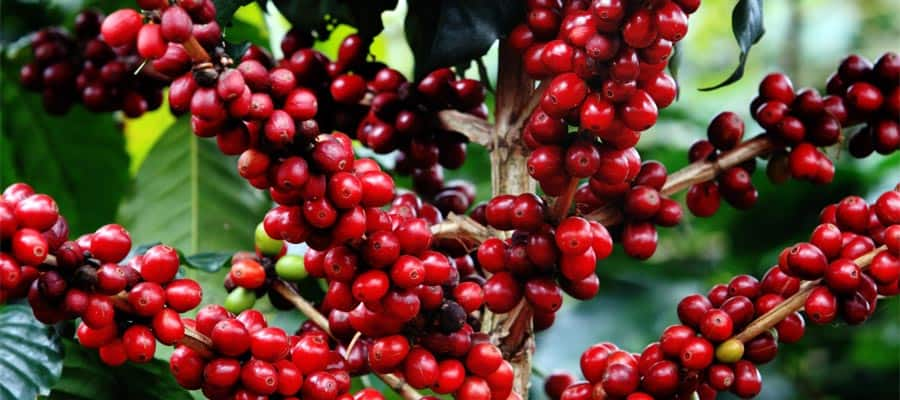 Coffee Bean Tree on a Panama Canal cruise