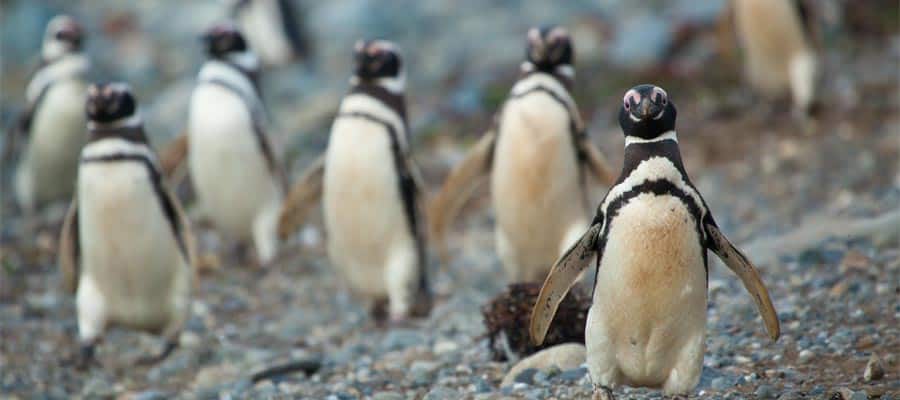 Pingüinos amigables en Punta Arenas