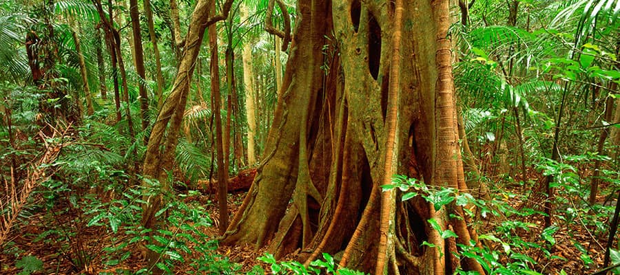 Verde selva tropical en tu crucero a Brisbane