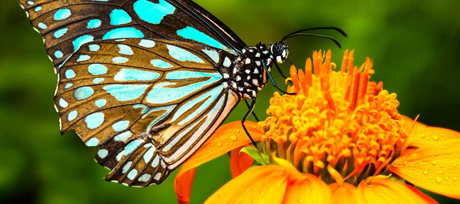 Mariposas en tu crucero desde Houston