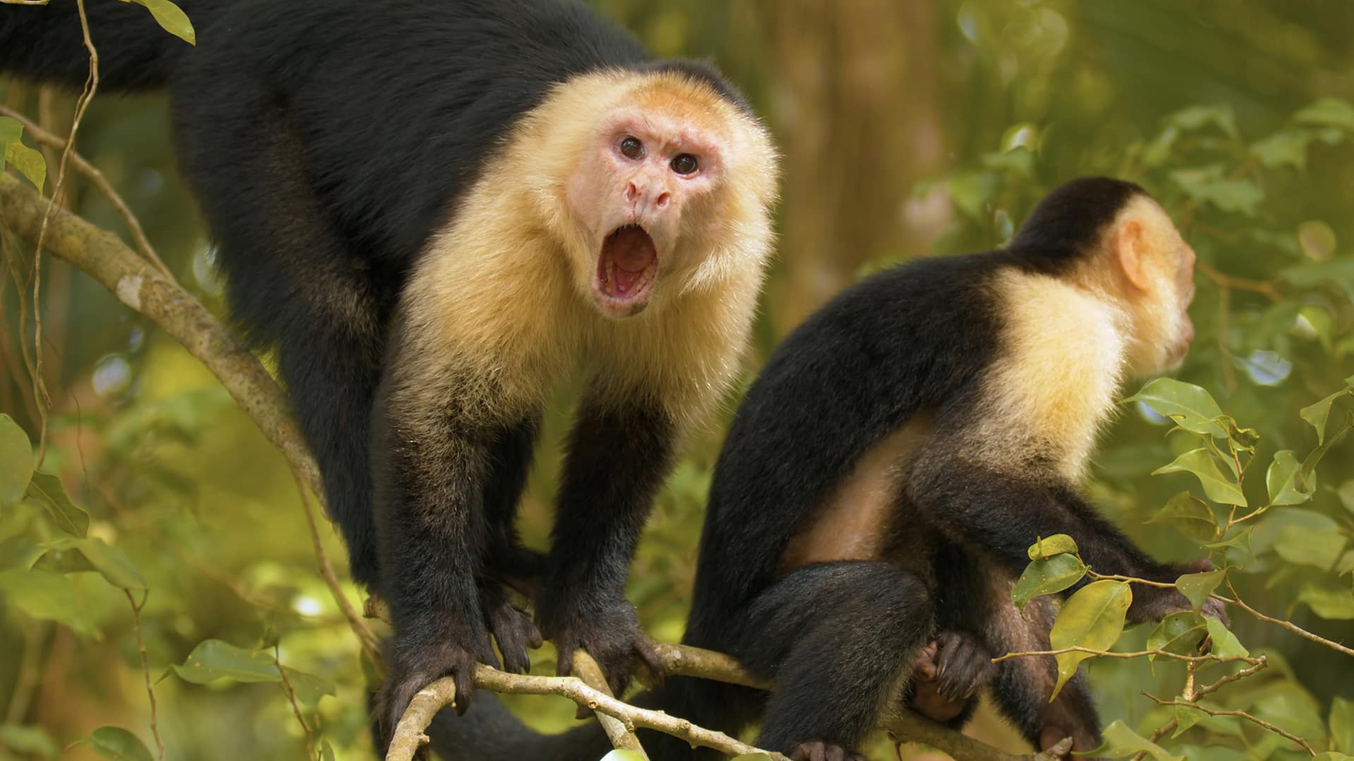 Playa Tabyana y Reserva Gumbalimba