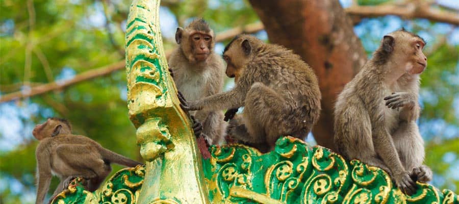 Monos en un templo budista en tu crucero a Asia