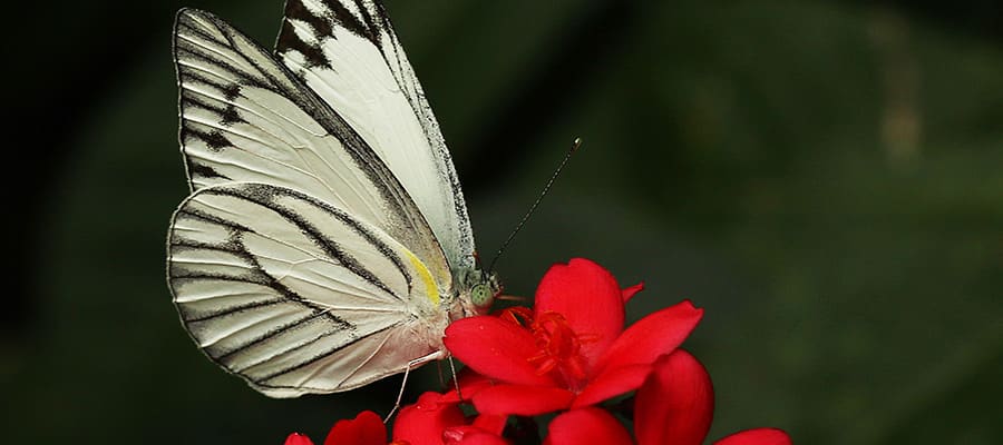 Hermosa vida silvestre en Sihanoukville