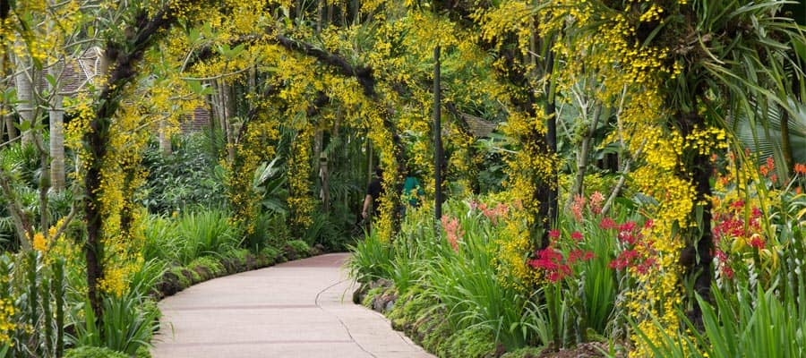 Jardín Nacional de Orquídeas en tu crucero a Singapur