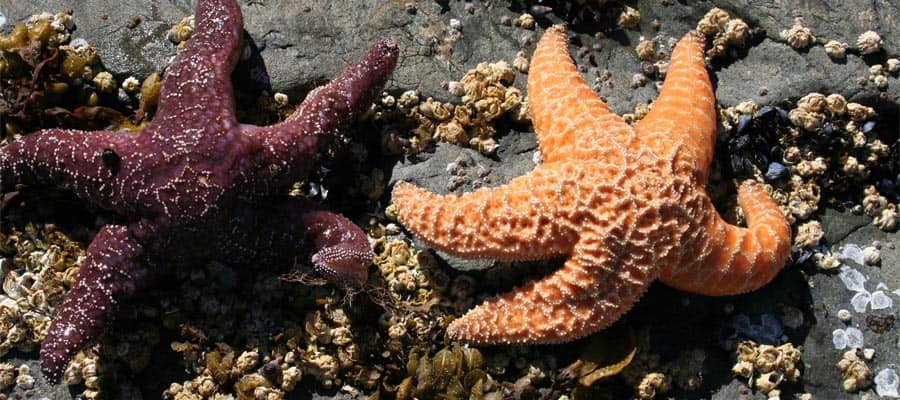 Estrella de mar en Sitka