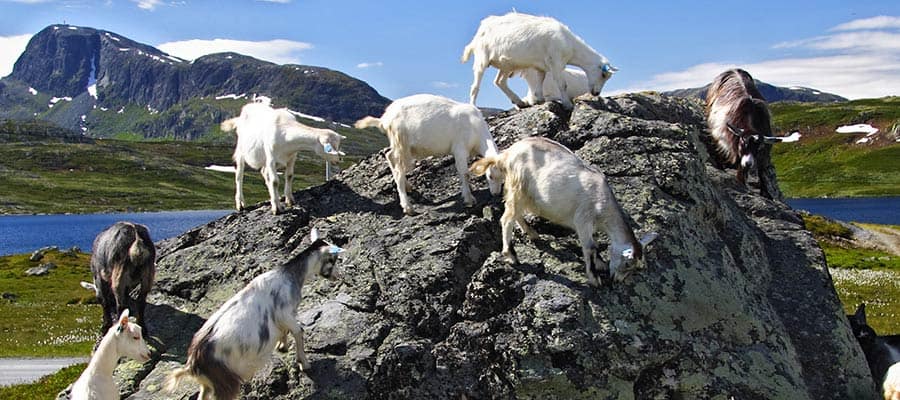Cruceros a Skjolden