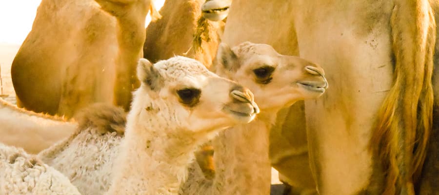 Camellos bebé en tu crucero a Omán