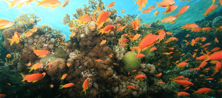 Peces lyretail anthias en un arrecife de coral en un crucero por el Caribe