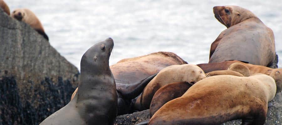 Visita a los leones marinos en la costa durante tu crucero por Alaska