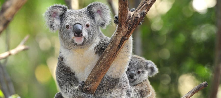 Koalas en Sídney