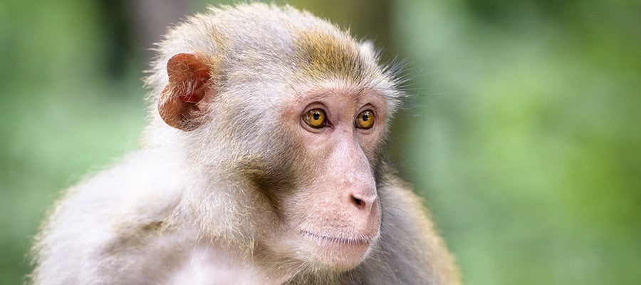 Macaco en tu crucero por Asia