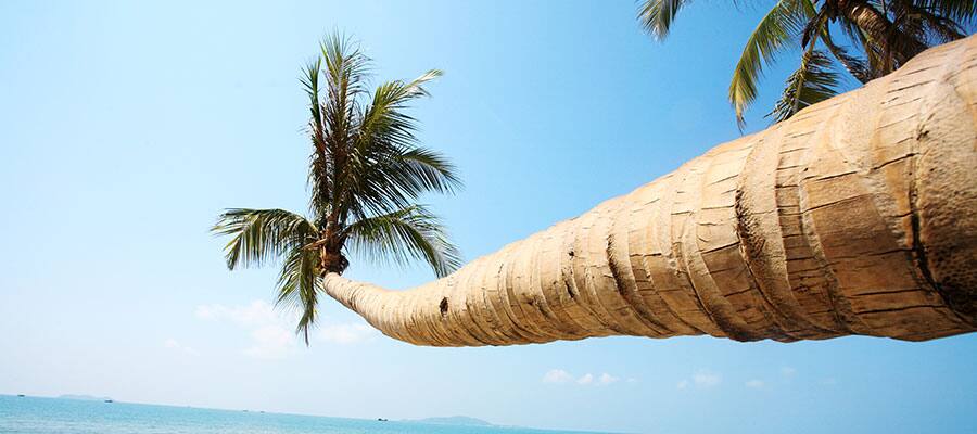 Palmeras en Sánya