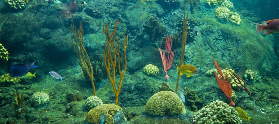 Colorido arrecife de coral en tu crucero a Tampa