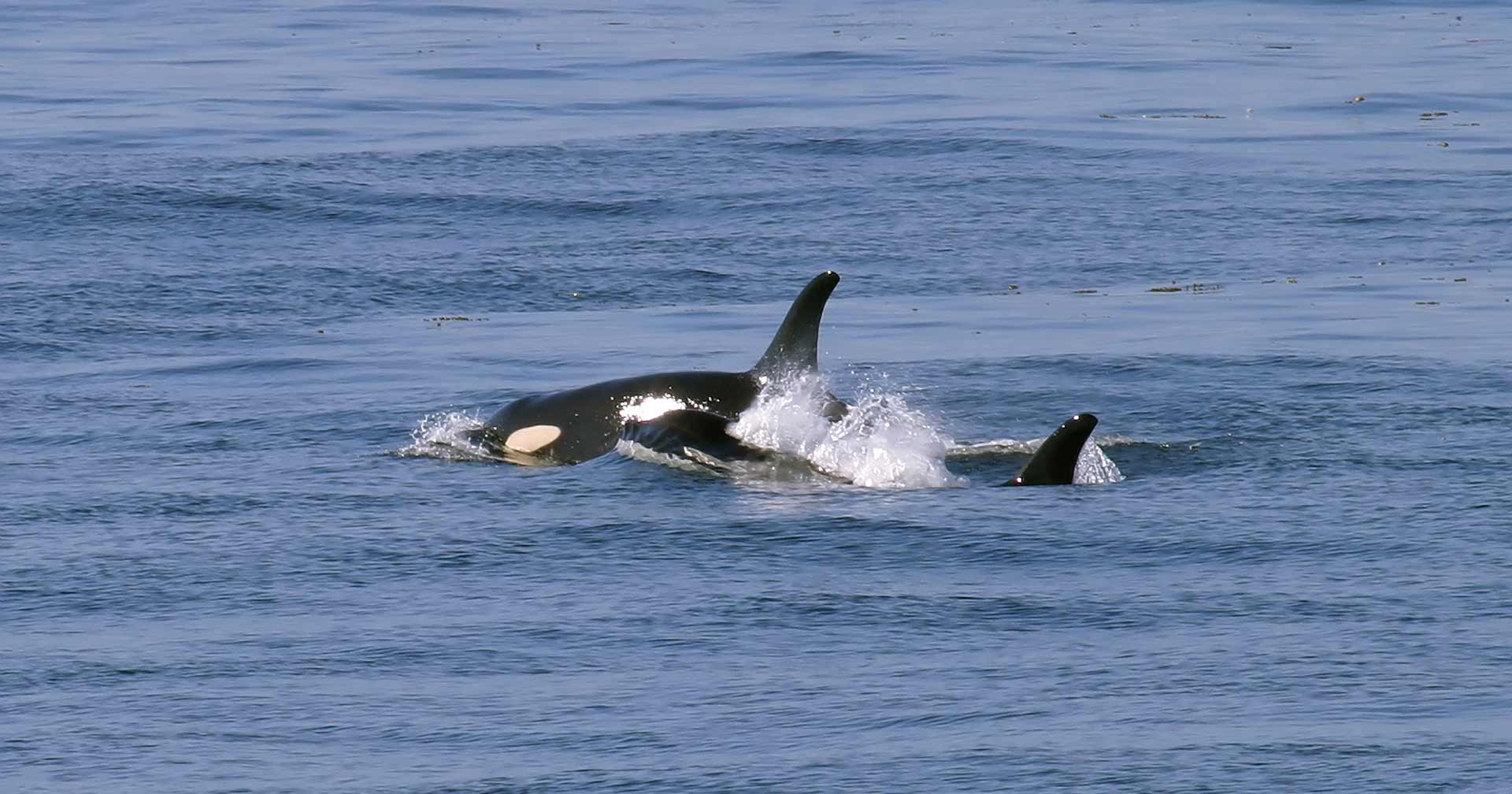Tour de ballenas y vida silvestre 