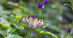 Jardines Butchart y de Mariposas Jardines Butchart y de Mariposas