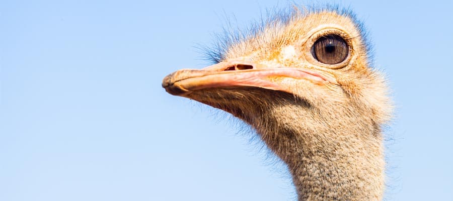 Cuevas de Hato y aventura en una granja de avestruces en Willemstad