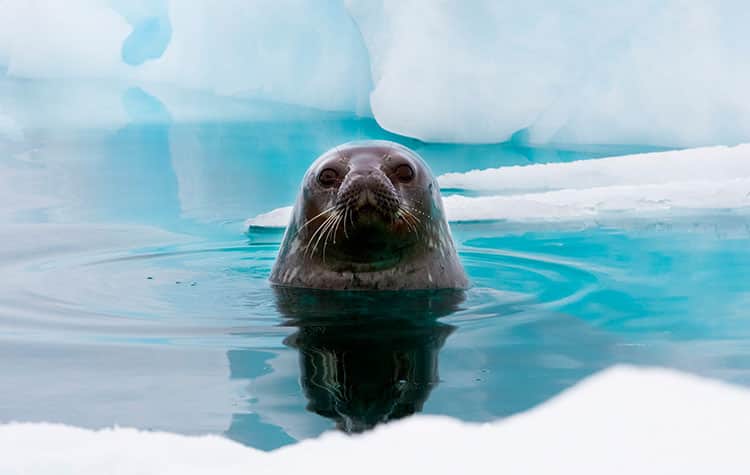 Acércate a la vida silvestre de la Antártida en un crucero con Norwegian.