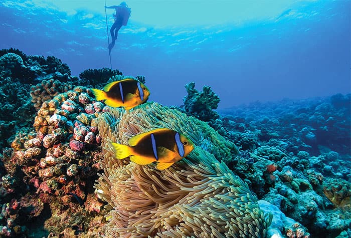 Disfruta de la Polinesia Francesa, Tahití, bajo el agua