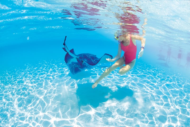 Swim with Stingrays in Grand Cayman